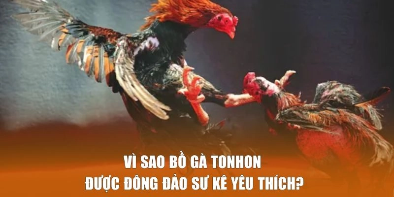 Lí do Bồ Gà Tonhon được đông đảo sư kê yêu thích