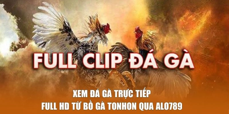 Xem đá gà trực tiếp Full HD Tonhon qua Alo789